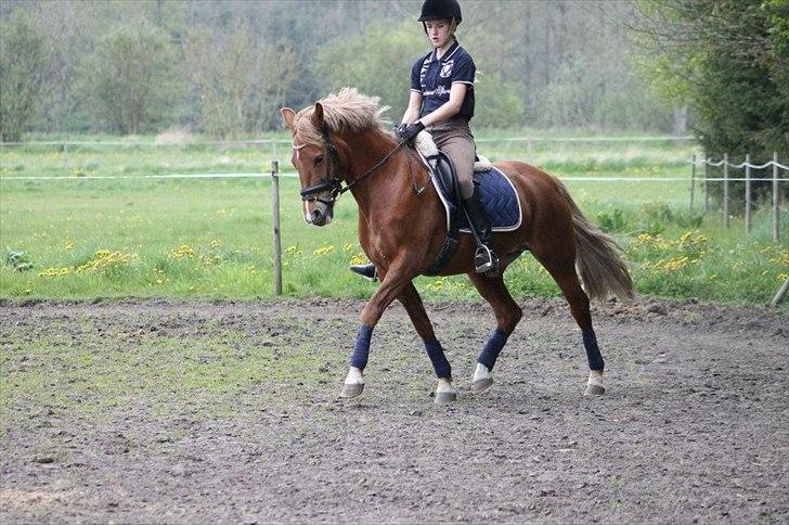 New Forest Nørregårds Miss Moonlight - Dressurtræning - flytter lige fusserne i en fri trav ;)
Foto: Camilla Bøhne
"Hvis du var en dråbe i havet ville jeg svømme hele atlanten rundt bare for at finde dig!" billede 17