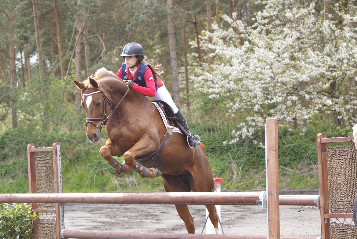 Mecklenburger Paula aka. popo/Guldklump - Vleuten  billede 12
