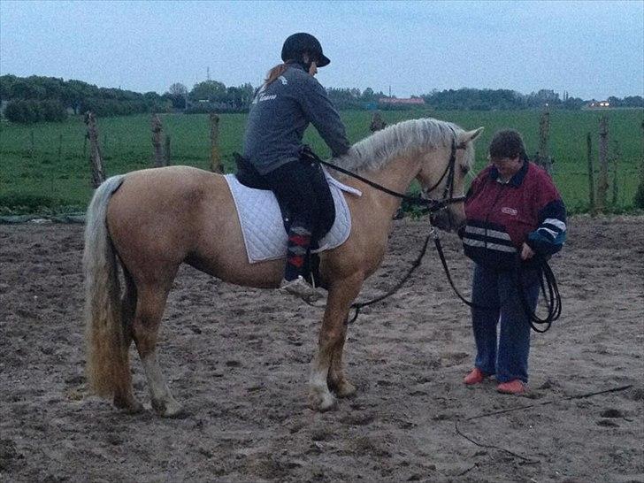 Welsh Cob (sec D) Sorrelcourt Enought Said *solgt* billede 14