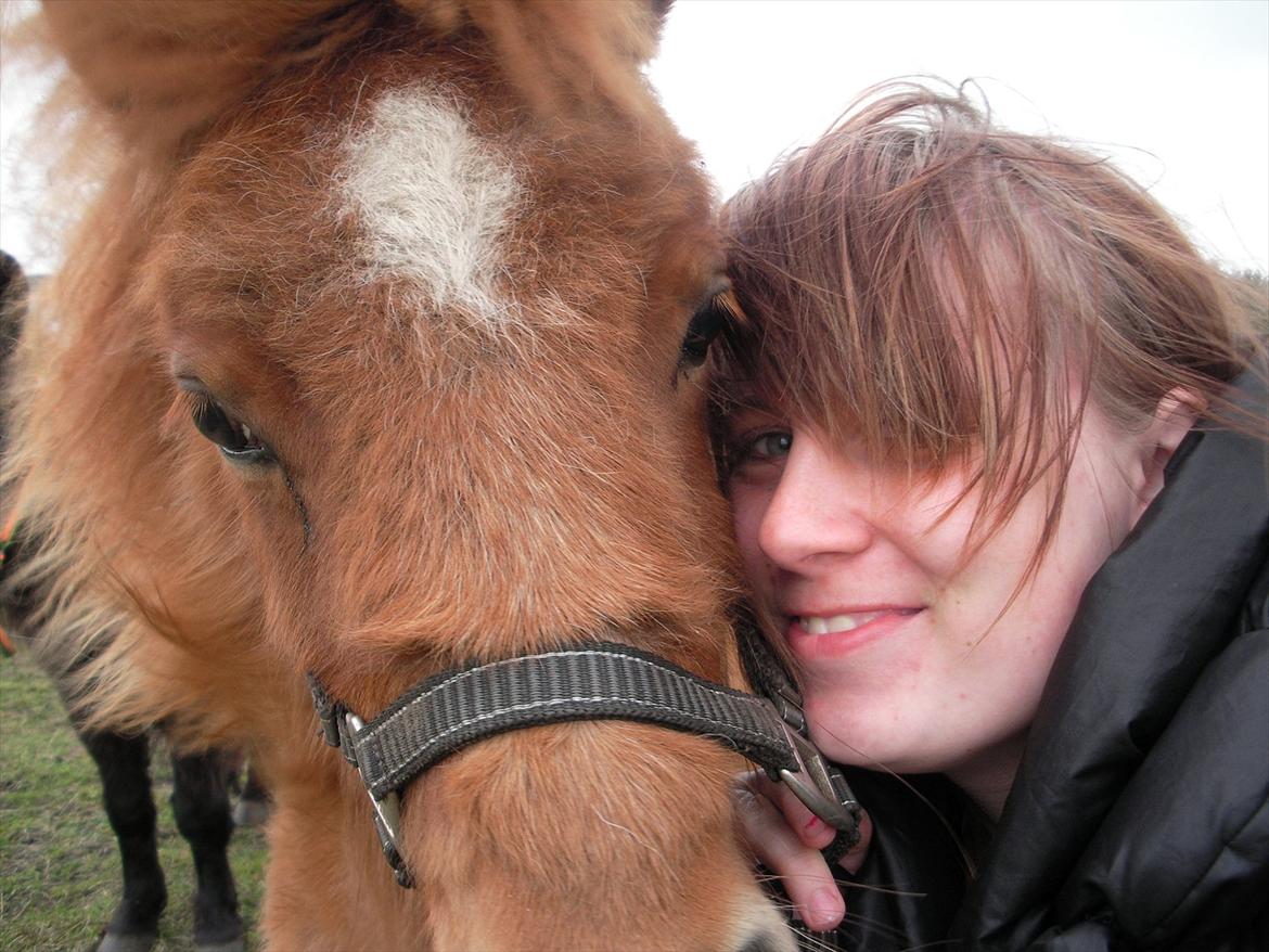 Shetlænder Rørsgaards Baltazar *Solgt* billede 7