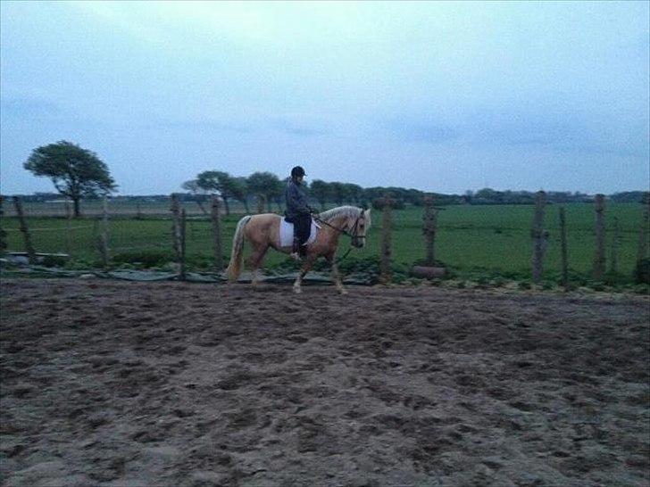 Welsh Cob (sec D) Sorrelcourt Enought Said *solgt* billede 16