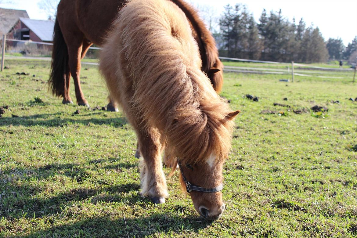 Shetlænder Rørsgaards Baltazar *Solgt* billede 6
