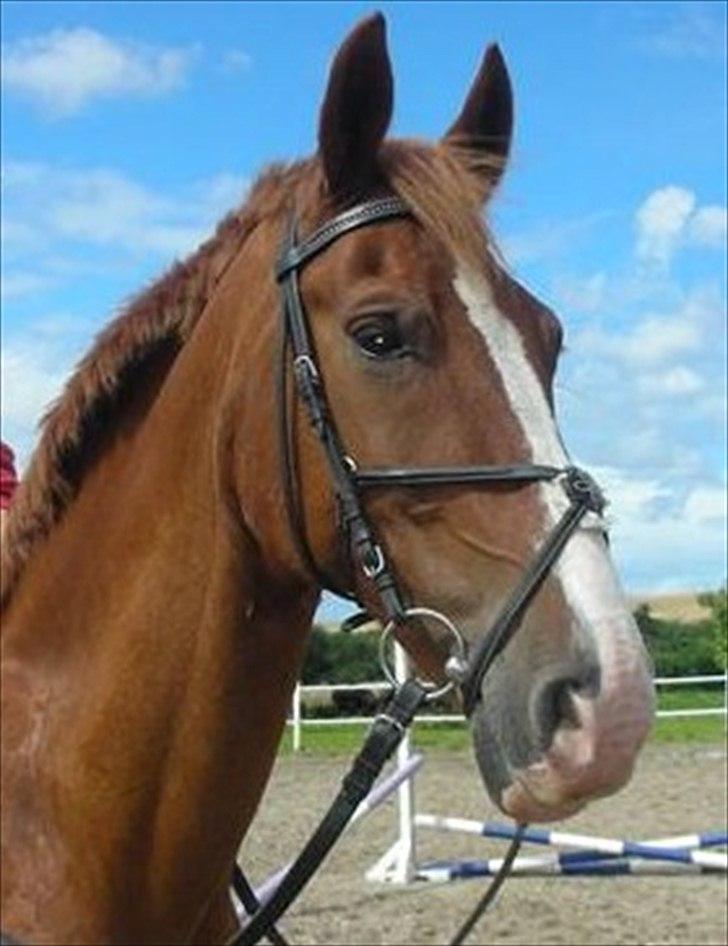 Frederiksborg Scharlif Brødholt - min stjerne! <3 - Smukke Scharlif :) billede 17