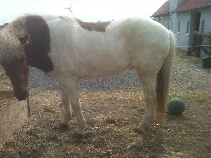 Islænder Blöndur fra Eyefjörd - Taget 15/5-2012, han har efterhånden tabt sig en del og er blevet en meget gladere hest (: billede 7