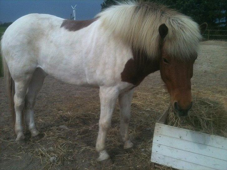 Islænder Blöndur fra Eyefjörd - 15/5-2012 billede 8