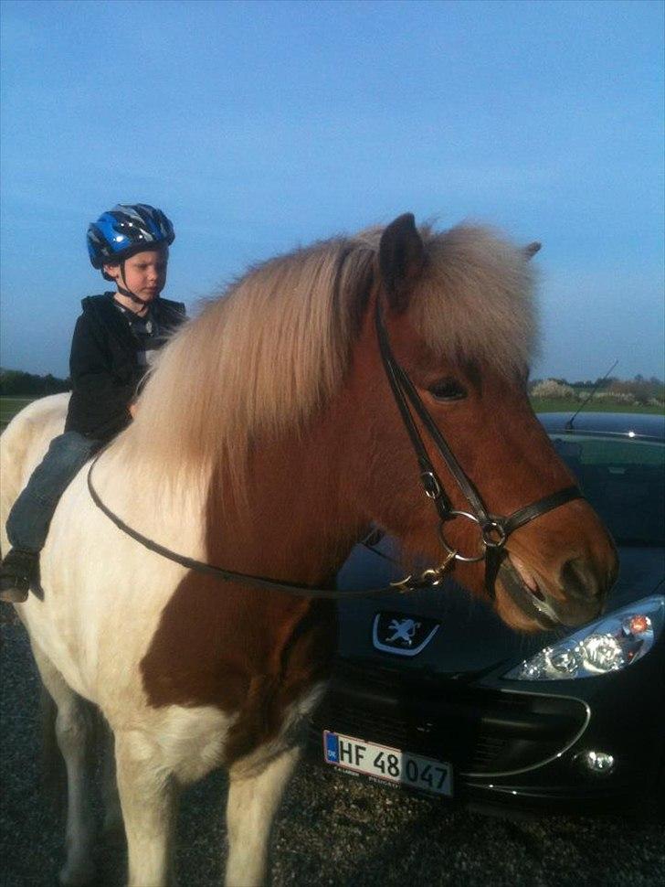 Islænder Blöndur fra Eyefjörd billede 9