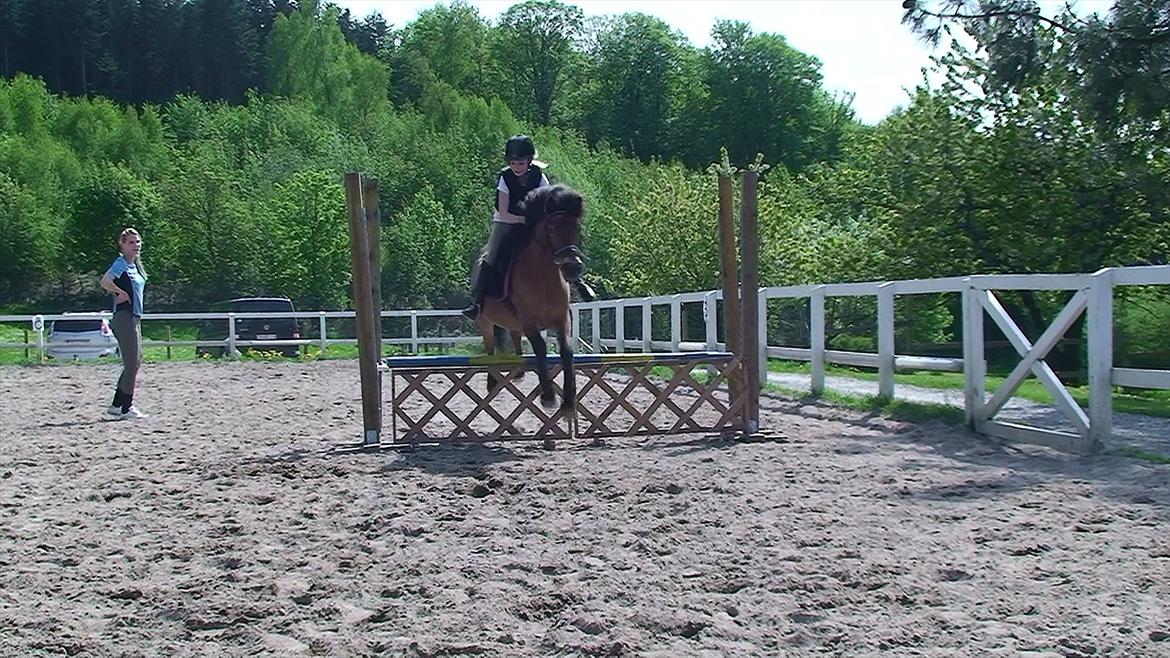 Anden særlig race Buster Larsen <3solgt :.- - Der var lige en lille okser med fyld super dejlig pony man har sig billede 17