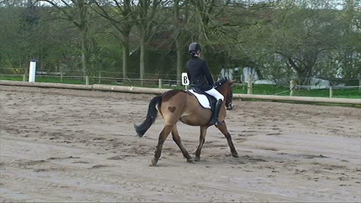 Anden særlig race Buster Larsen <3solgt :.- - lc2 i fjelsted elsker dig pony billede 19