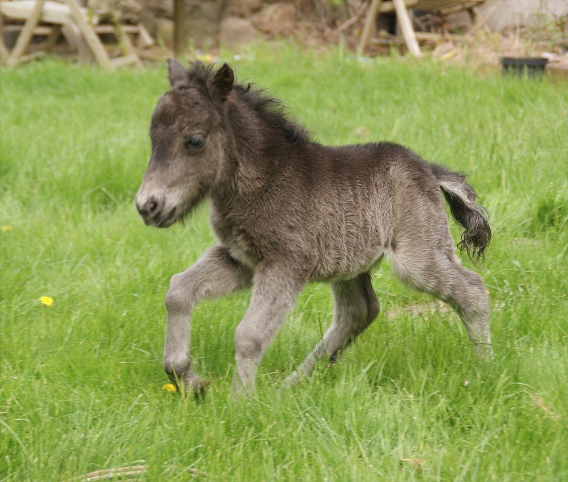 Dansk Miniature RKG Designs Dark Knight - D. 15 maj billede 9