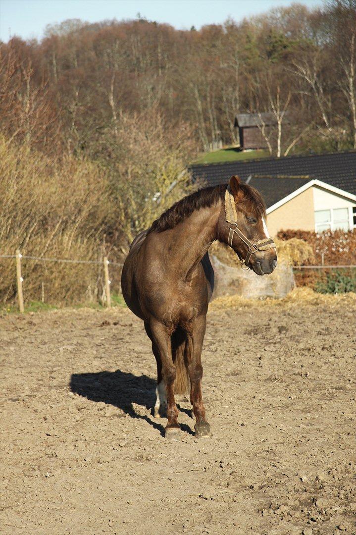 New Forest Siggegårdens Madonna solgt  - man må vel altid stå og sove lidt.... billede 10