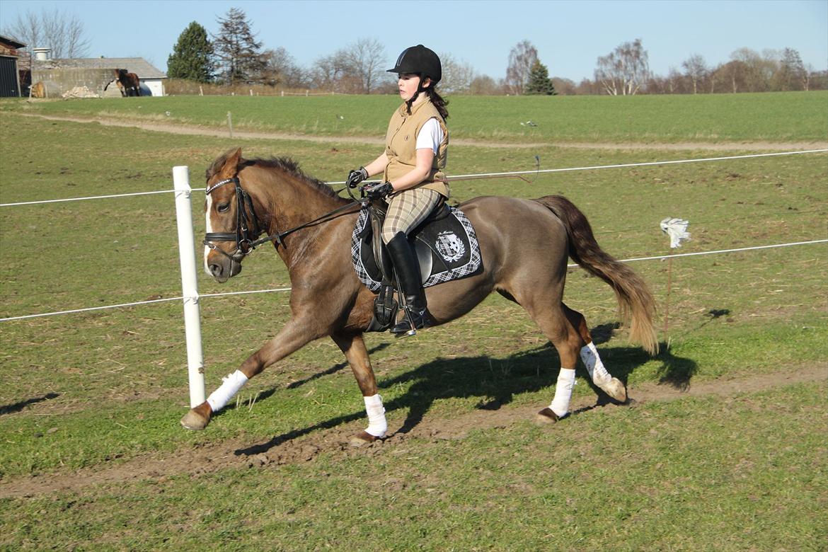 New Forest Siggegårdens Madonna solgt  billede 11