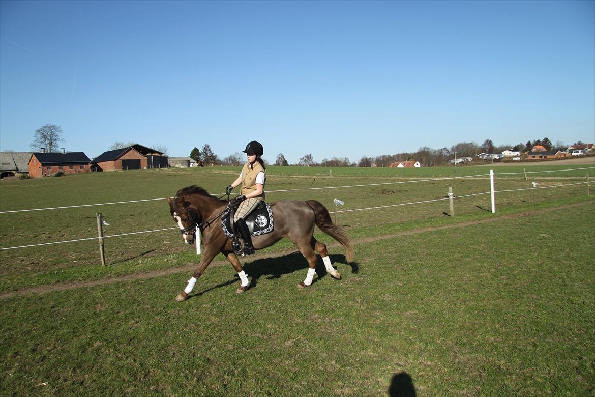 New Forest Siggegårdens Madonna solgt  billede 3