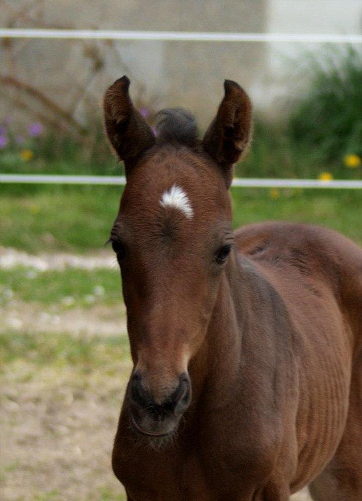 Dansk Varmblod Lucky Look - 1 uge billede 1