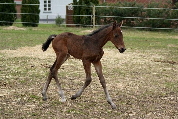 Dansk Varmblod Lucky Look - et par dage billede 2