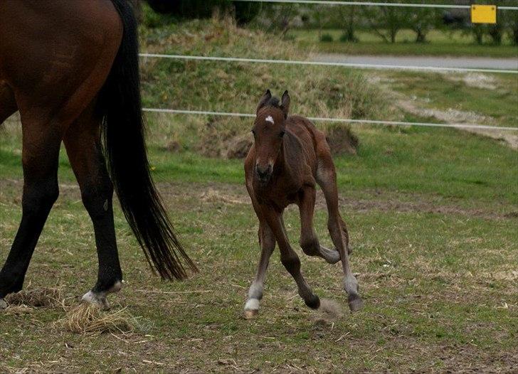 Dansk Varmblod Lucky Look - et par dage billede 3