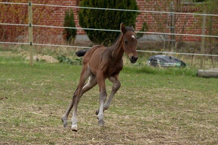 Dansk Varmblod Lucky Look - et par dage billede 4