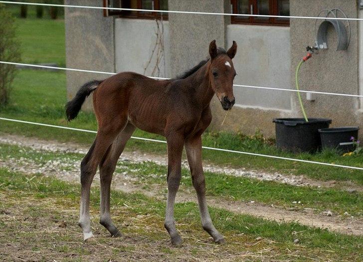 Dansk Varmblod Lucky Look - et par dage billede 5