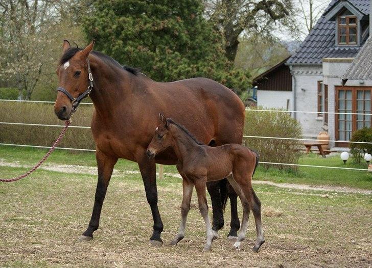 Dansk Varmblod Lucky Look - et par dage billede 6