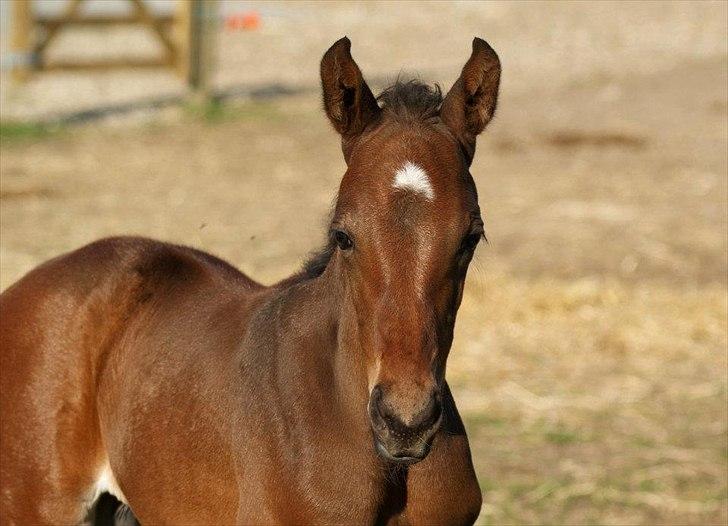 Dansk Varmblod Lucky Look - 3 uger billede 8