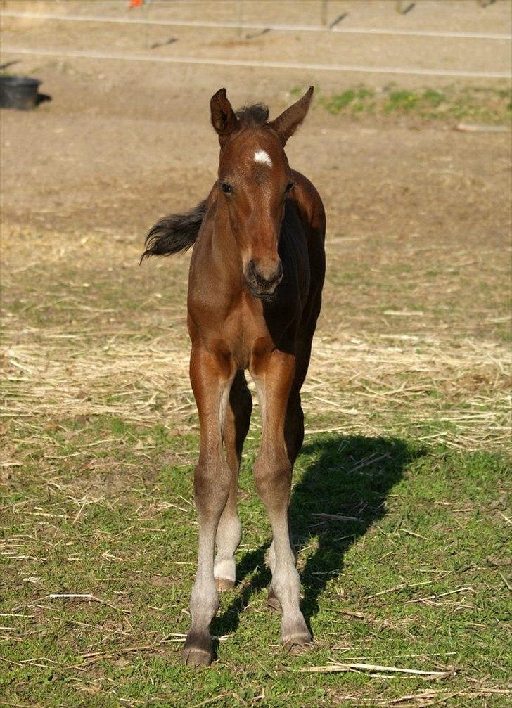 Dansk Varmblod Lucky Look - 3 uger billede 7