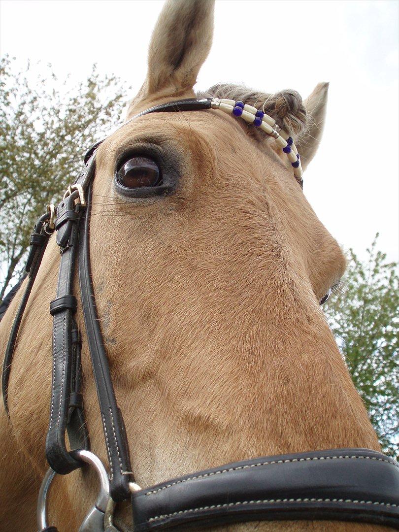 Anden særlig race Elmegaardens Piquatue<3 - Total "puppy dog eyes"! <3 billede 6