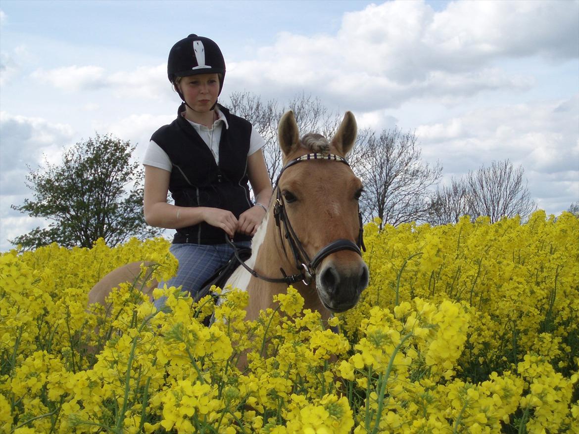 Anden særlig race Elmegaardens Piquatue<3 - Dejlige pony! billede 17