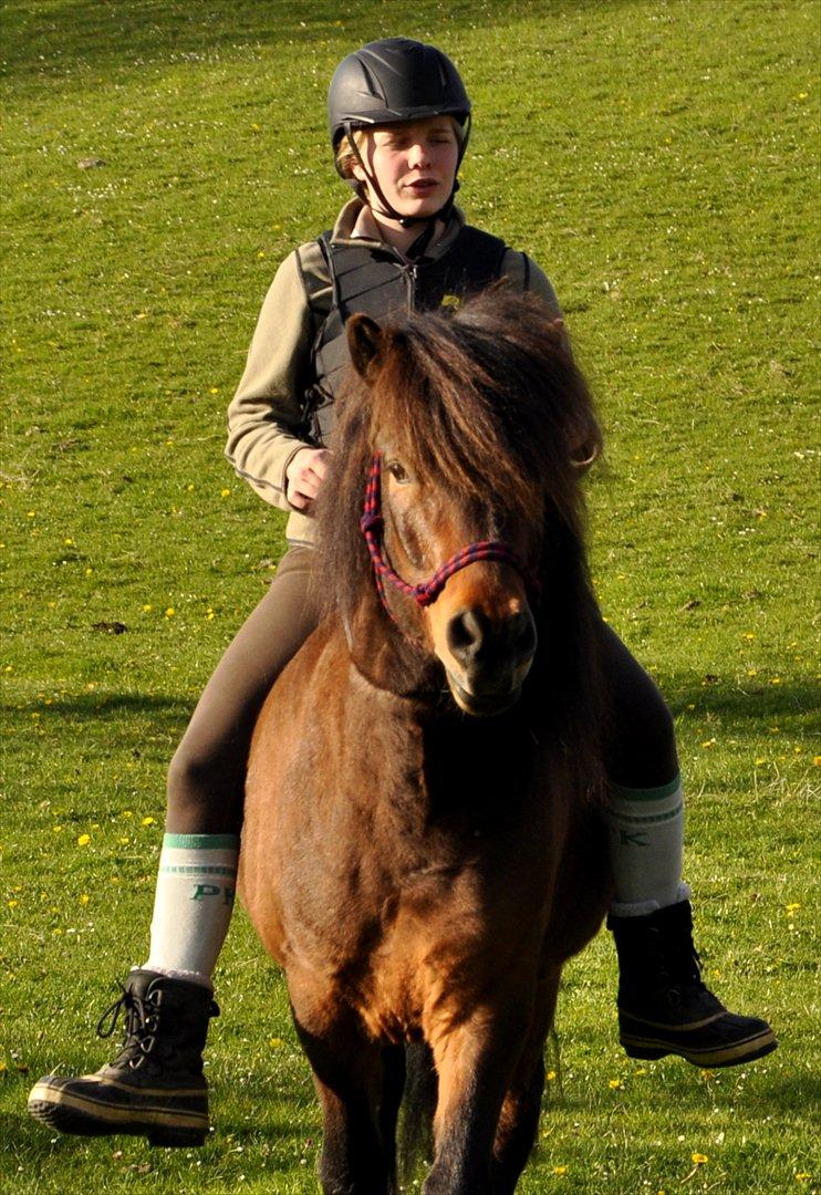 Islænder Óðinn fra lille Nørregård - At elske dig er som at trække vejret, hvordan kan jeg stoppe ?<3 billede 4