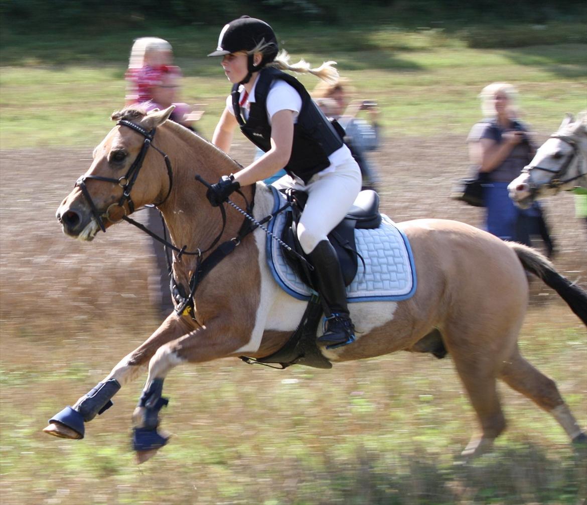 Anden særlig race Elmegaardens Piquatue<3 - Nummer 3 til vores første jagt 2011 billede 19