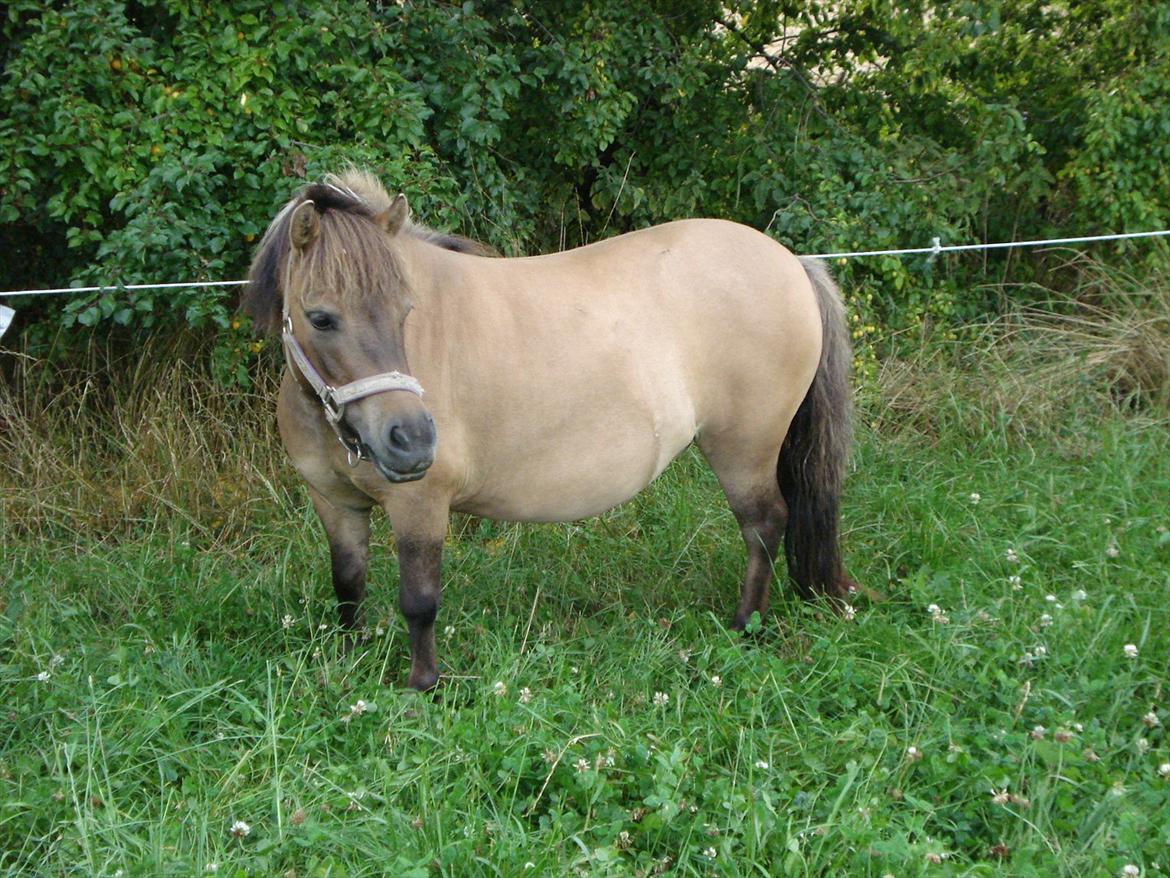 Shetlænder Sønderskovs Jessie billede 8