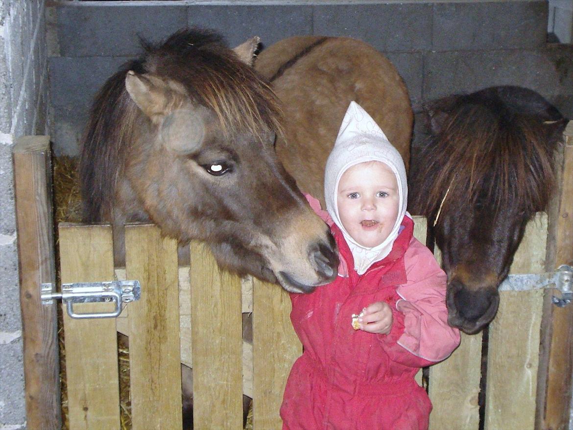 Shetlænder Sønderskovs Jessie billede 9