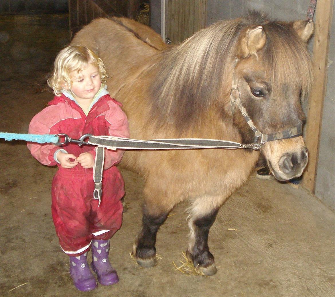 Shetlænder Sønderskovs Jessie billede 10