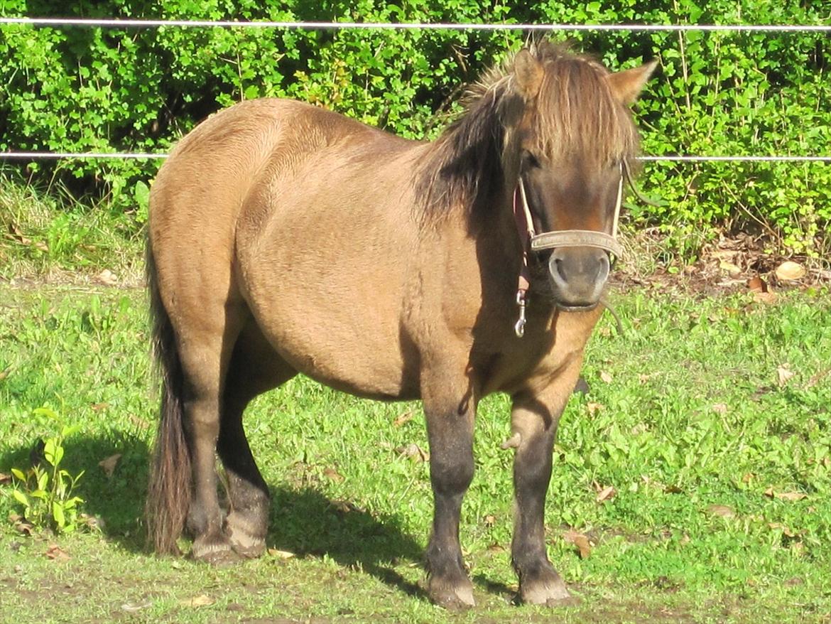 Shetlænder Sønderskovs Jessie billede 11
