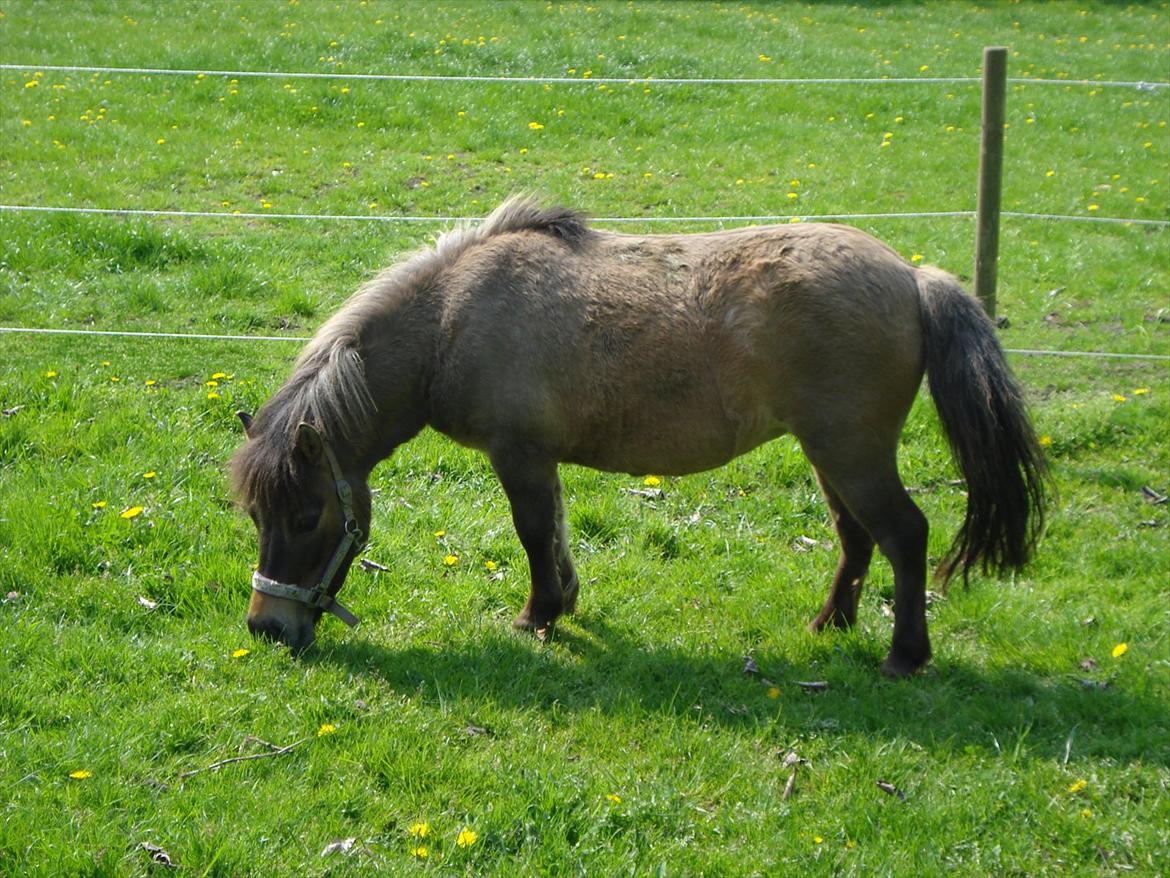 Shetlænder Sønderskovs Jessie billede 12