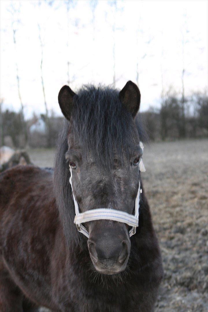 Shetlænder sonny boy billede 9