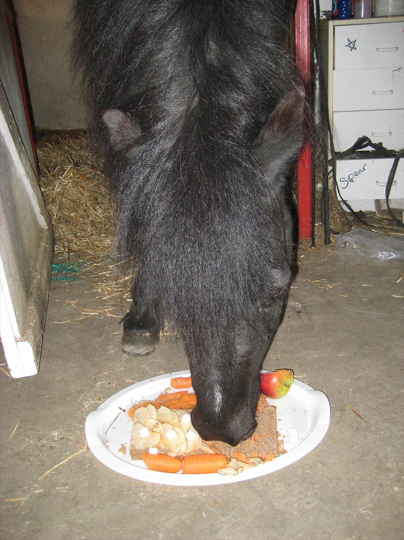 Shetlænder sonny boy - Sonny boy 20år d 14 maj 2012 billede 10