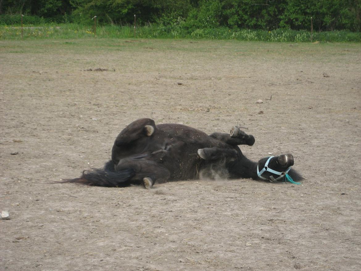 Shetlænder sonny boy billede 11