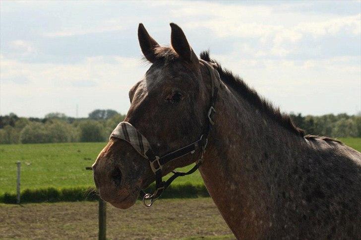Knabstrupper Kieffers Kiki billede 1