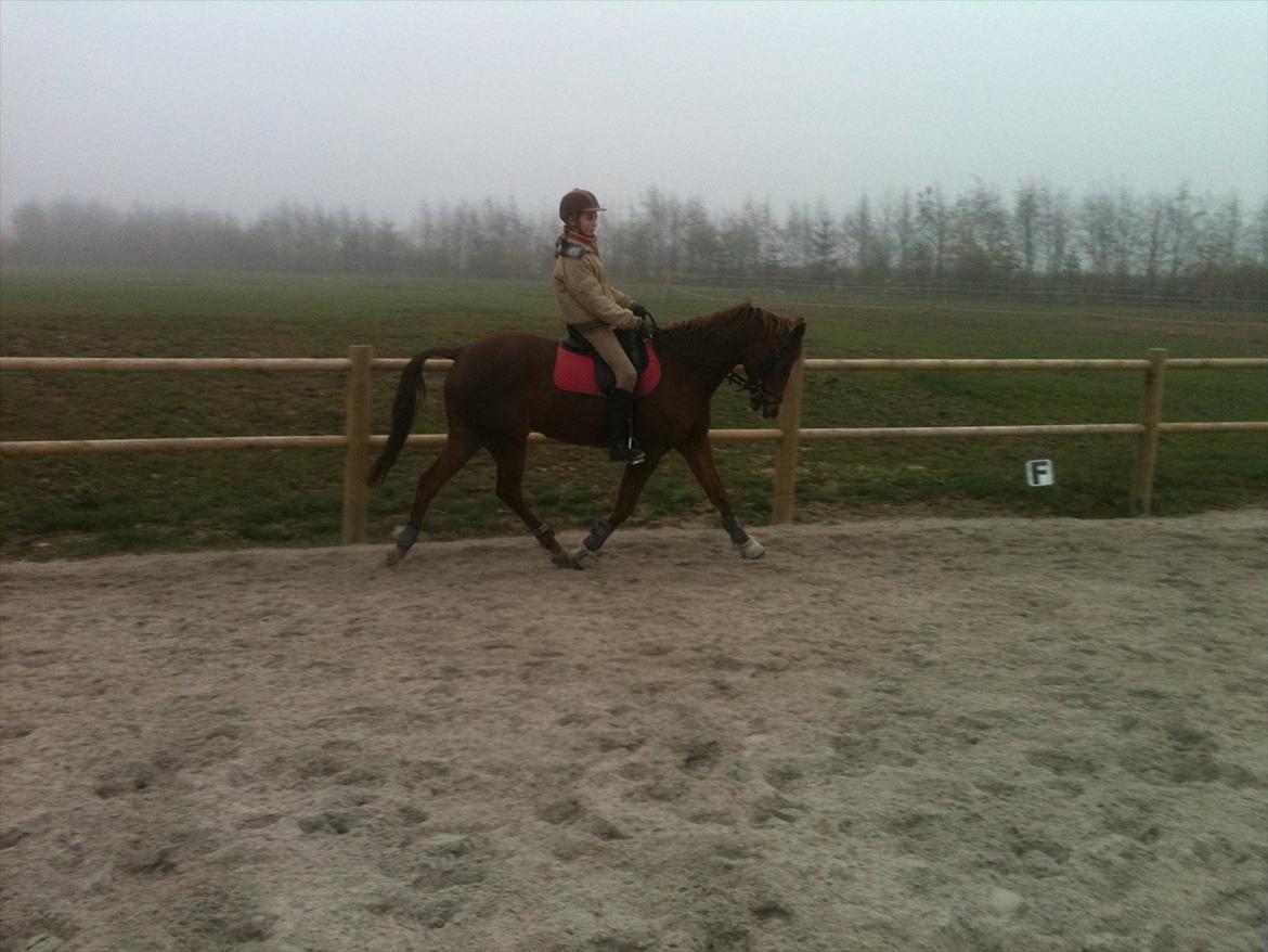 Hollandsk Sportspony Simone billede 10