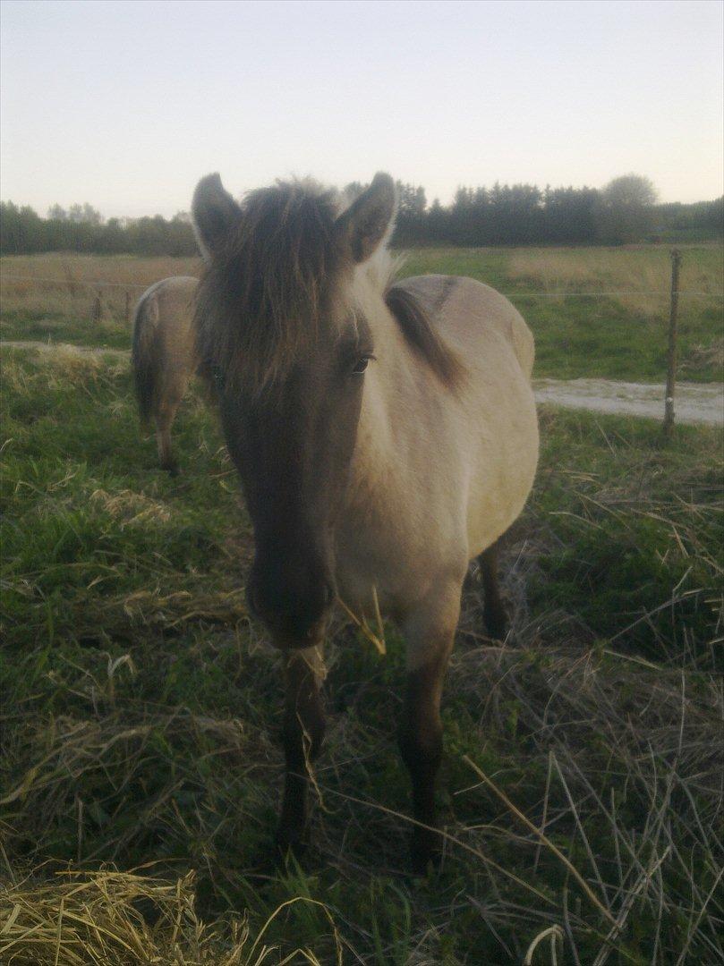 Konik Polski Anju billede 6