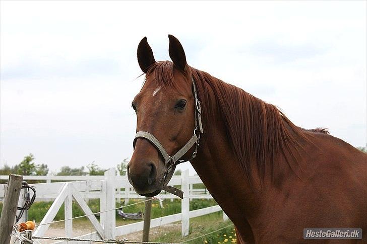 Trakehner Ferrari<3 Frejse, min ballademager!:* - Den smukke på fold:)
Jeg elsker dig mere og mere:-*<3
Foto: ©LDH billede 15