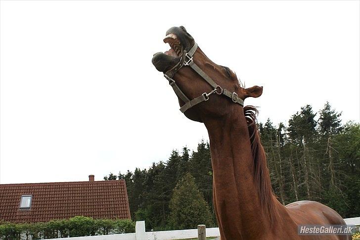 Trakehner Ferrari<3 Frejse, min ballademager!:* - Den lækre er træt:)<3
I love ya, I love ya. I freaking f*cking love ya! Jeg elsker dig, elsker dig, men elsker du mon virkelig miig?
Foto: ©LDH billede 16