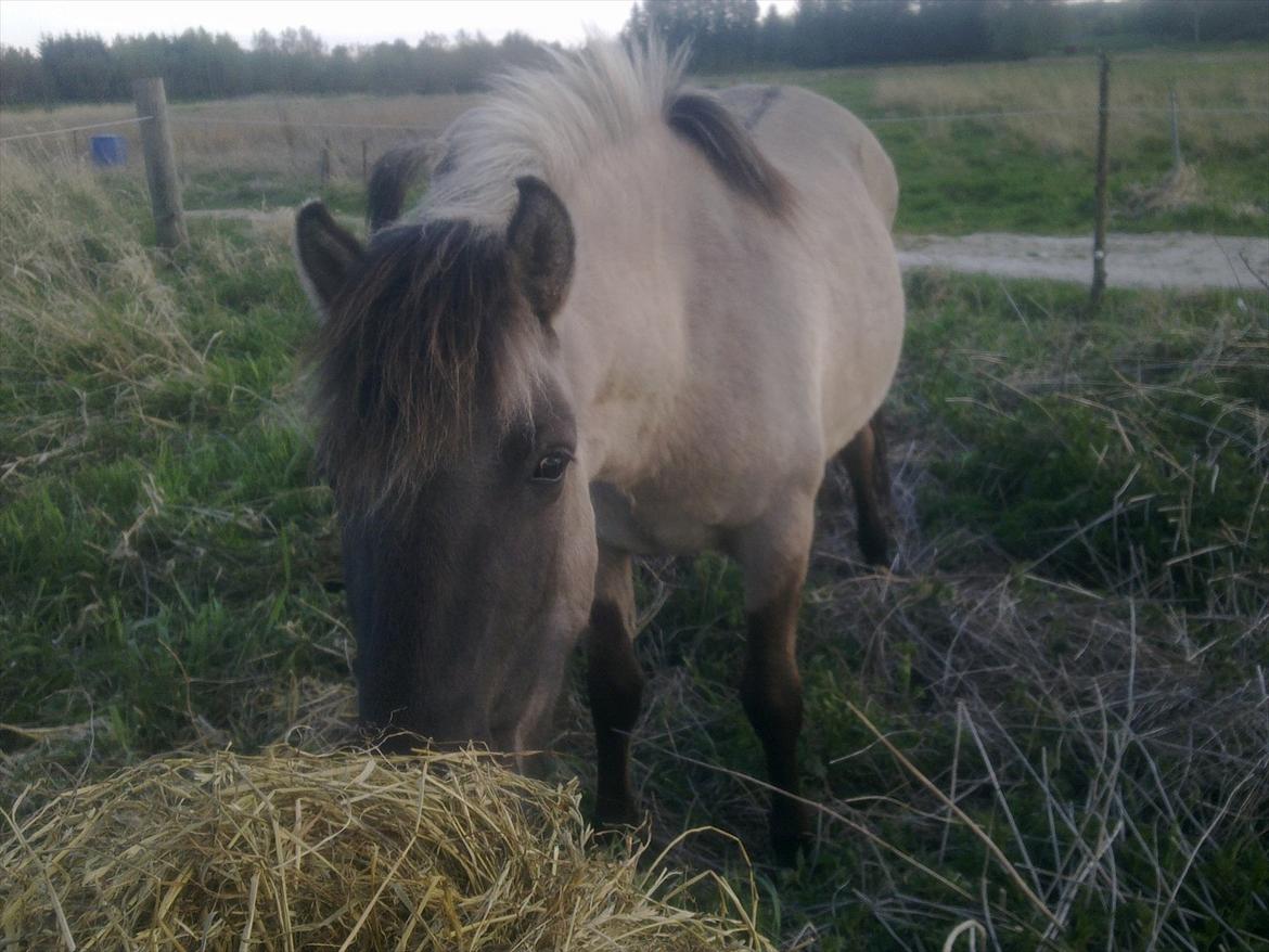 Konik Polski Anju billede 10