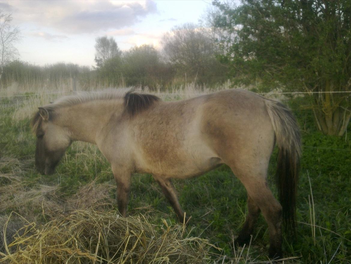 Konik Polski Anju billede 11