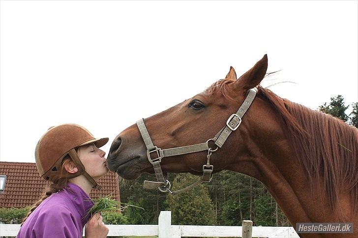 Trakehner Ferrari<3 Frejse, min ballademager!:* - Møsser til den bedste!<3
Hygge på folden:*
Foto: ©LDH billede 17