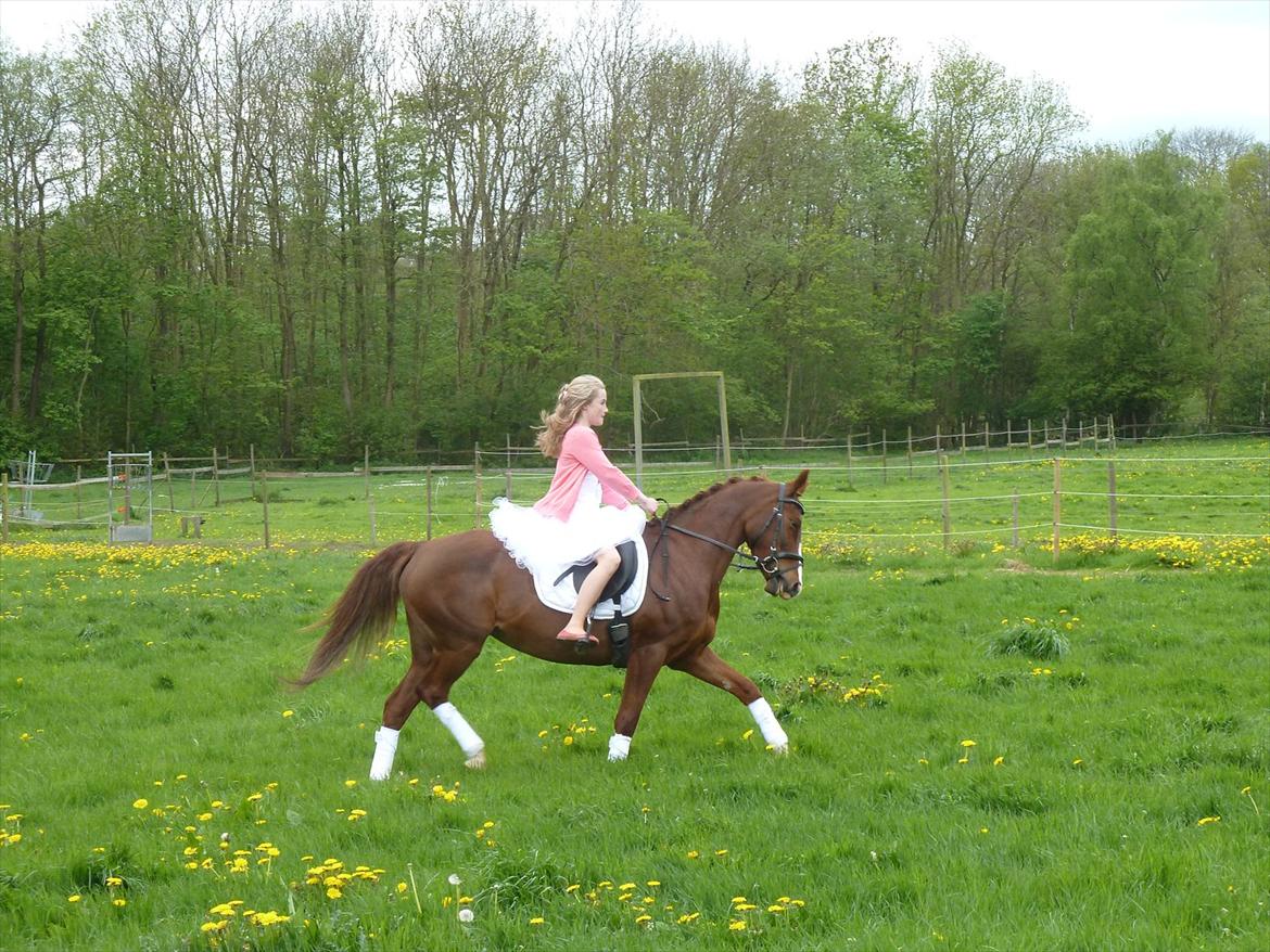 Welsh Pony af Cob-type (sec C) Rifka - Rifka til min konfirmation:-)
Da jeg kom hjem fra kirke stod hun i haven og kiggede sammen med Dorte og Rikke:-) billede 1