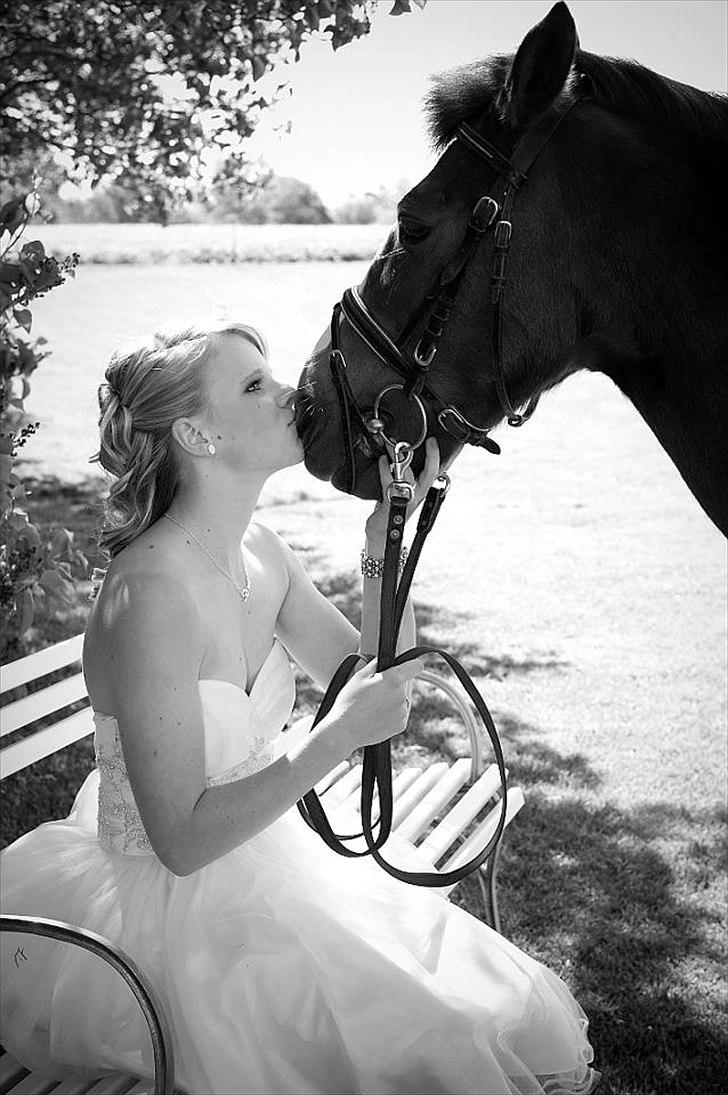 Anden særlig race Duchess - Dejlige Duchess til min konfirmation 2012 <3 billede 11