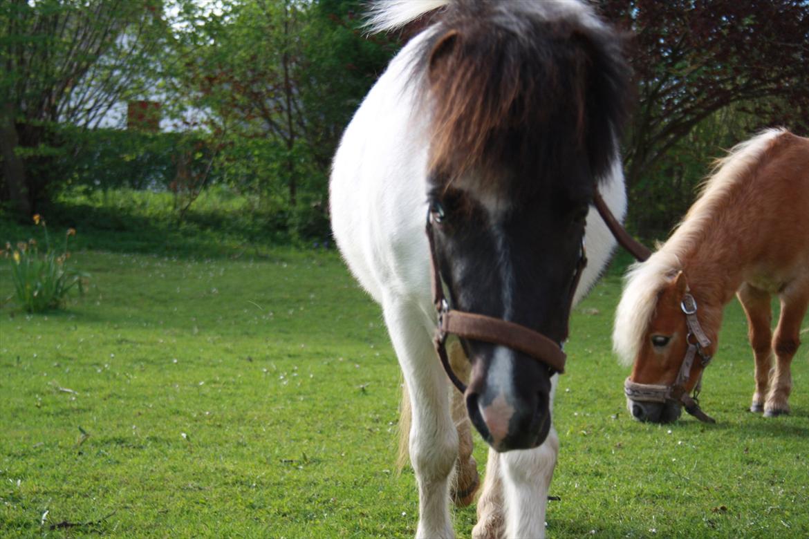 Shetlænder Haagenbjerg's Sif billede 11
