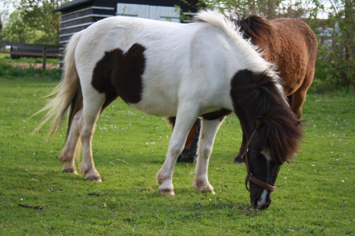Shetlænder Haagenbjerg's Sif billede 12