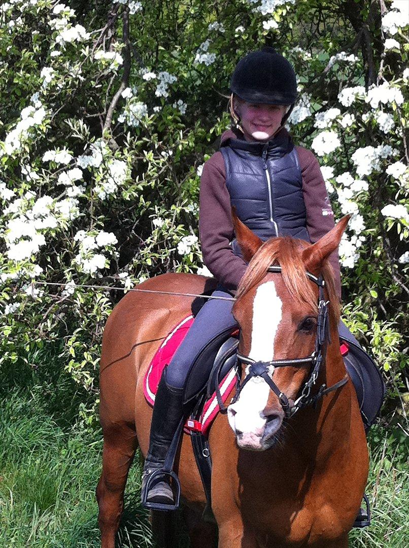 Arabisk fuldblod (OX) |Tyson Of Tas OX| - Smukke dig!<3
Alle mener ikke det de siger..
Jge elsker dig ikke fordi du er smukkeste , men jeg syntes du er smuk fordi jeg elsker dig <3 billede 3