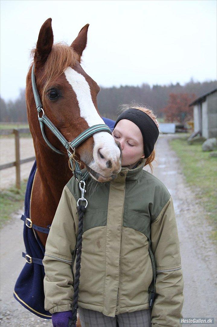 Arabisk fuldblod (OX) |Tyson Of Tas OX| - ,, Find ud af hvem der er din inderst inde kærlighed, for du du kysser ham´´ billede 5